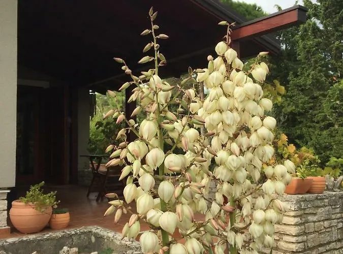 House Giovanni 펜션 *