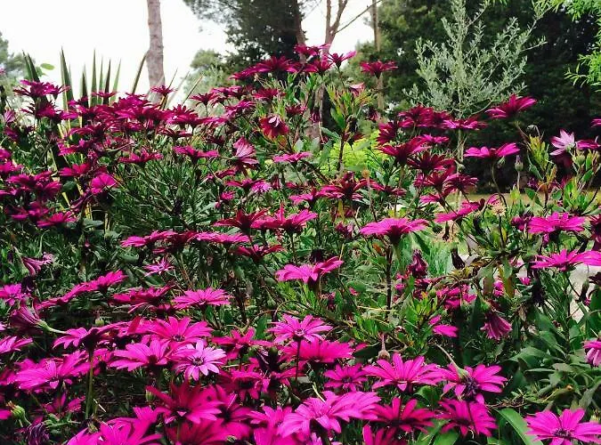 펜션 House Giovanni 프레멘투라